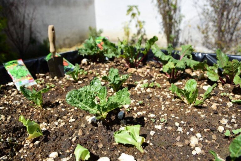 Ayuntamiento de Puebla benefició a 135 personas adultas mayores con módulos de producción alimentaria