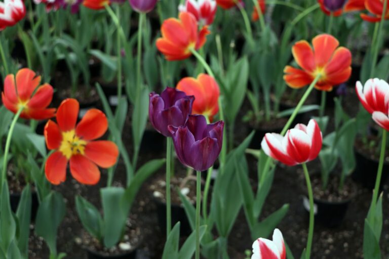 Cuenta Puebla con gran diversidad de flores para Día del Amor y la Amistad