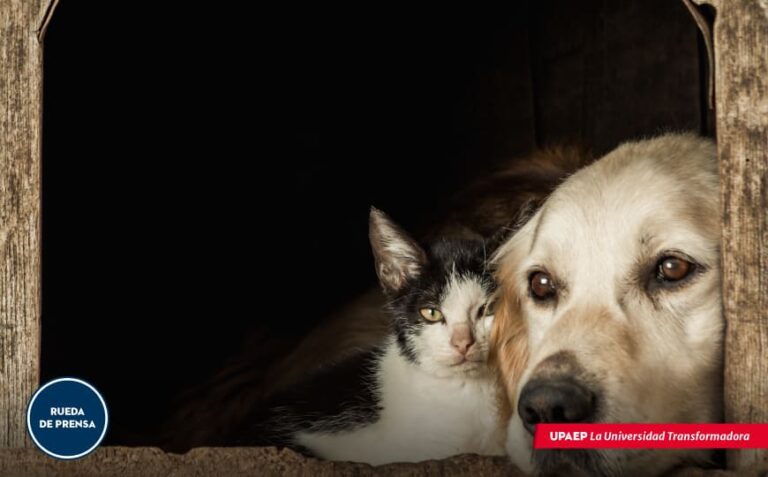 La pandemia del COVID-19, impacta a las mascotas de compañía