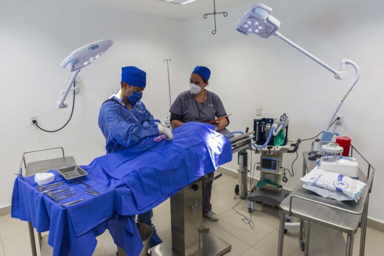 «Ningo», perro que sufrió crueldad animal, se pondrá en adopción: Manrique