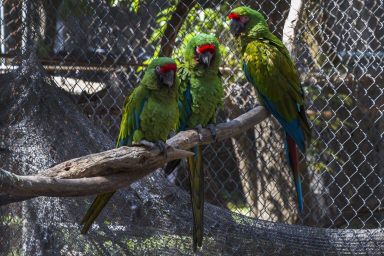 Flor del Bosque, una nueva oportunidad de vida para las especies