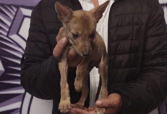 Pretendía vender un coyote, lo detuvo la Policía Estatal