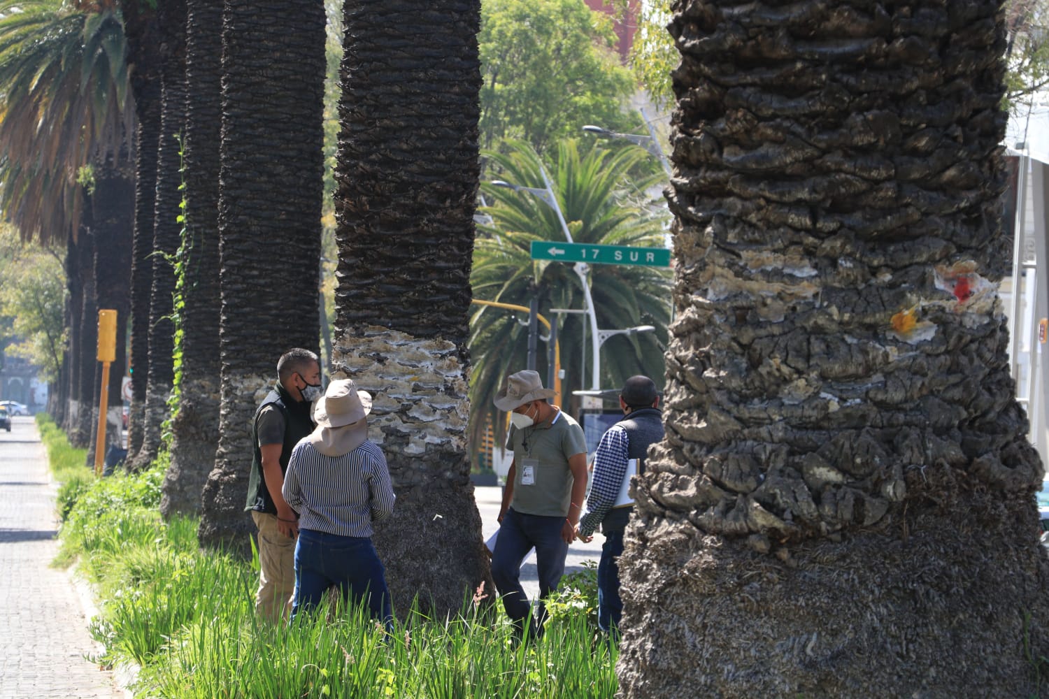 Cortar las palmeras en Analco, severo desequilibrio ambiental SMADSOT
