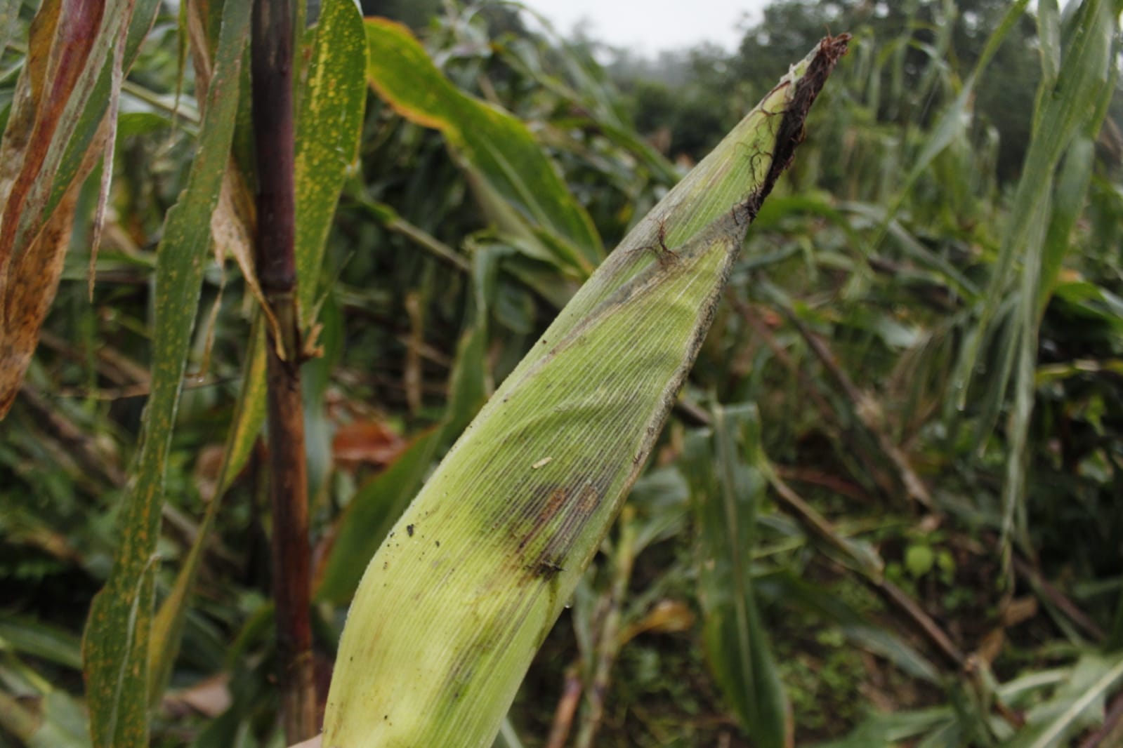 Recorre SDR cultivos afectados por “Grace” en las sierras Norte y Nororiental