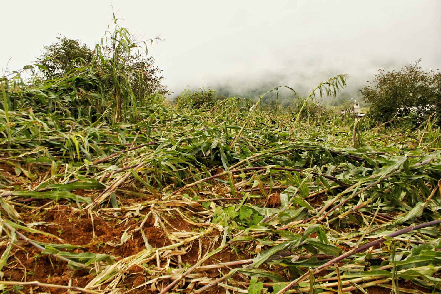 Recorre SDR cultivos afectados por “Grace” en las sierras Norte y Nororiental