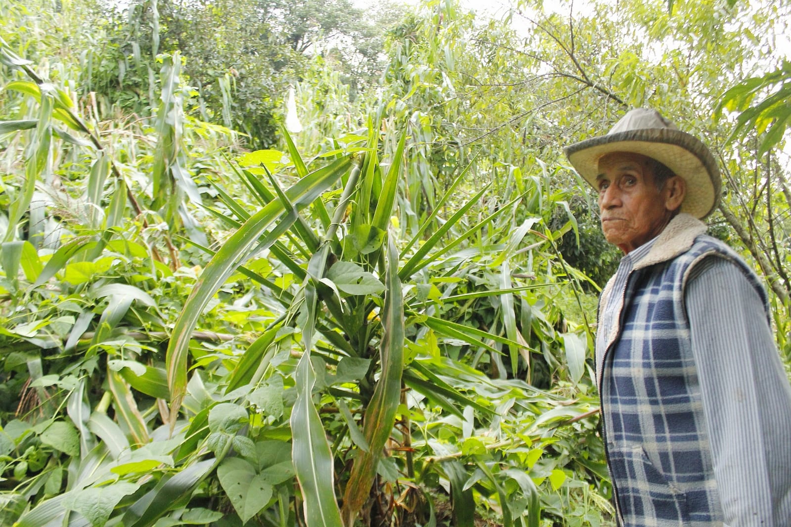 Recorre SDR cultivos afectados por “Grace” en las sierras Norte y Nororiental