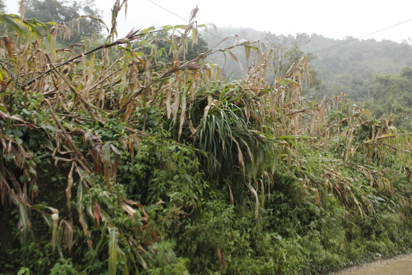 Recorre SDR cultivos afectados por “Grace” en las sierras Norte y Nororiental