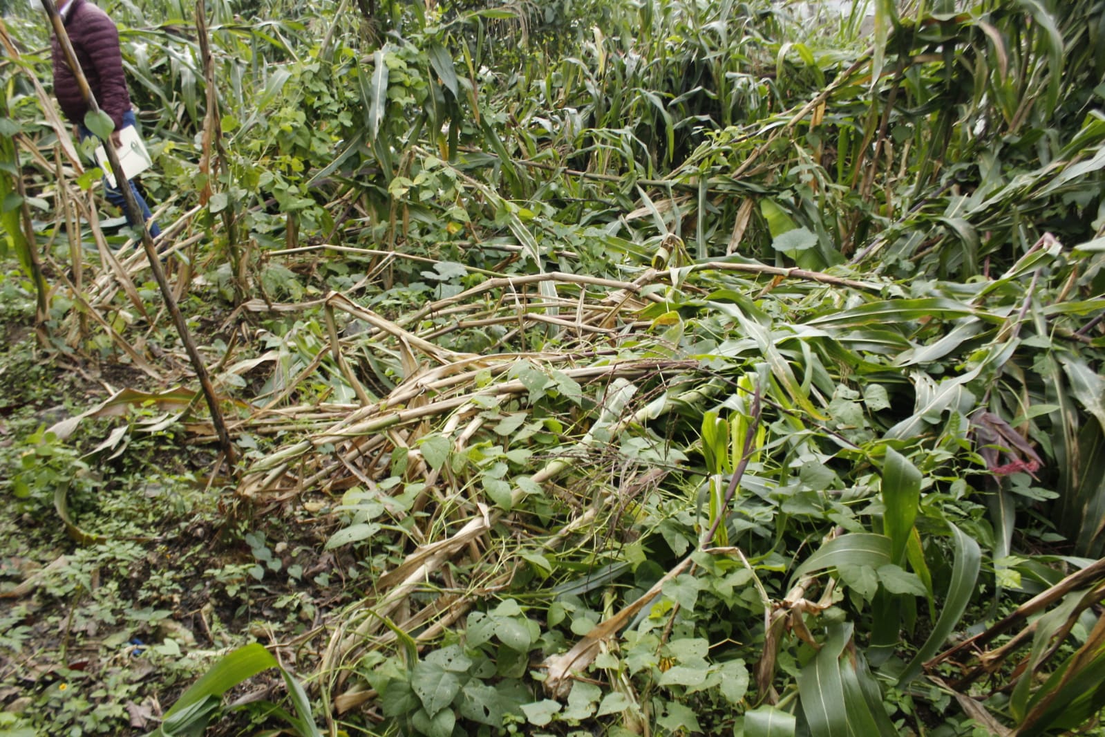 Gobierno estatal le hace frente a daños provocados por “Grace”: Miguel Barbosa