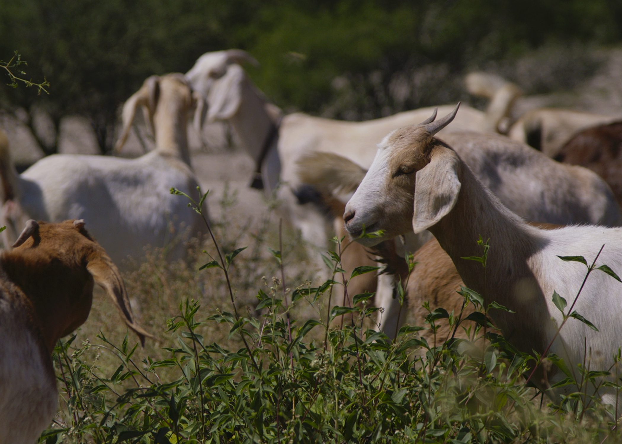 Promueve SDR consumo de ingredientes genuinos para el mole de caderas