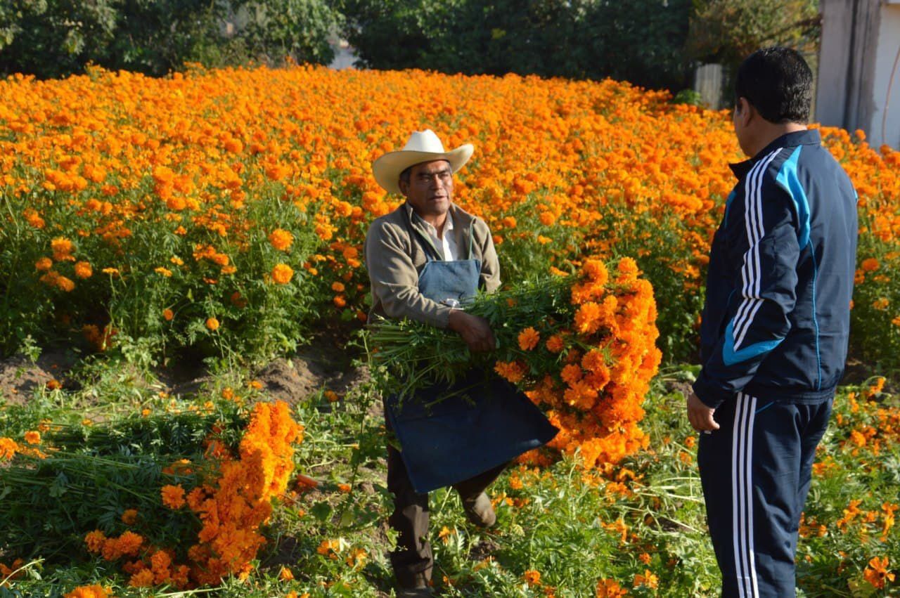Destaca San Pedro Cholula en producción de flores de muerto en el estado