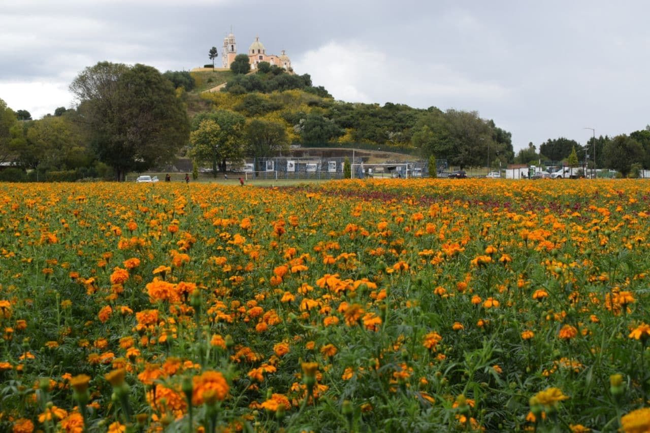 Destaca San Pedro Cholula en producción de flores de muerto en el estado