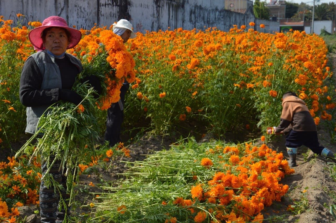 Destaca San Pedro Cholula en producción de flores de muerto en el estado