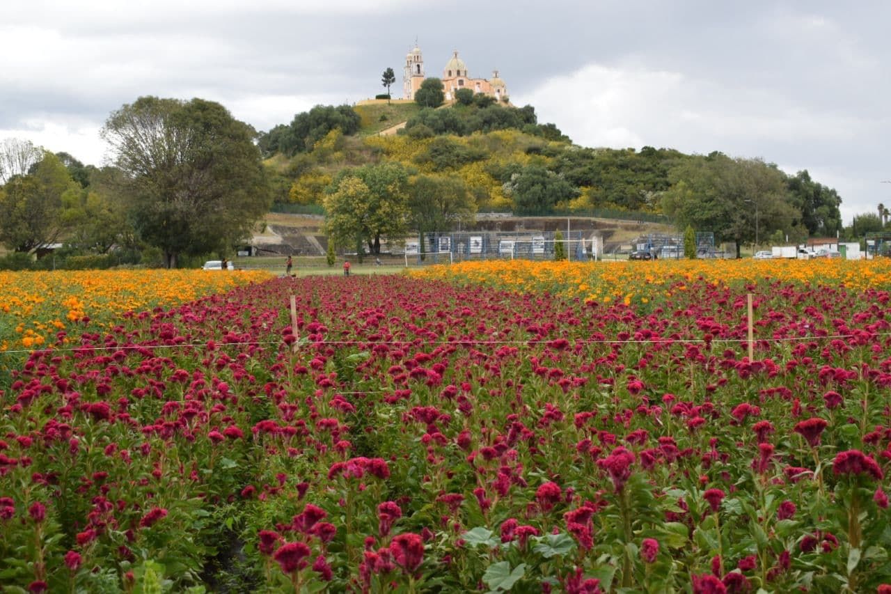 Destaca San Pedro Cholula en producción de flores de muerto en el estado