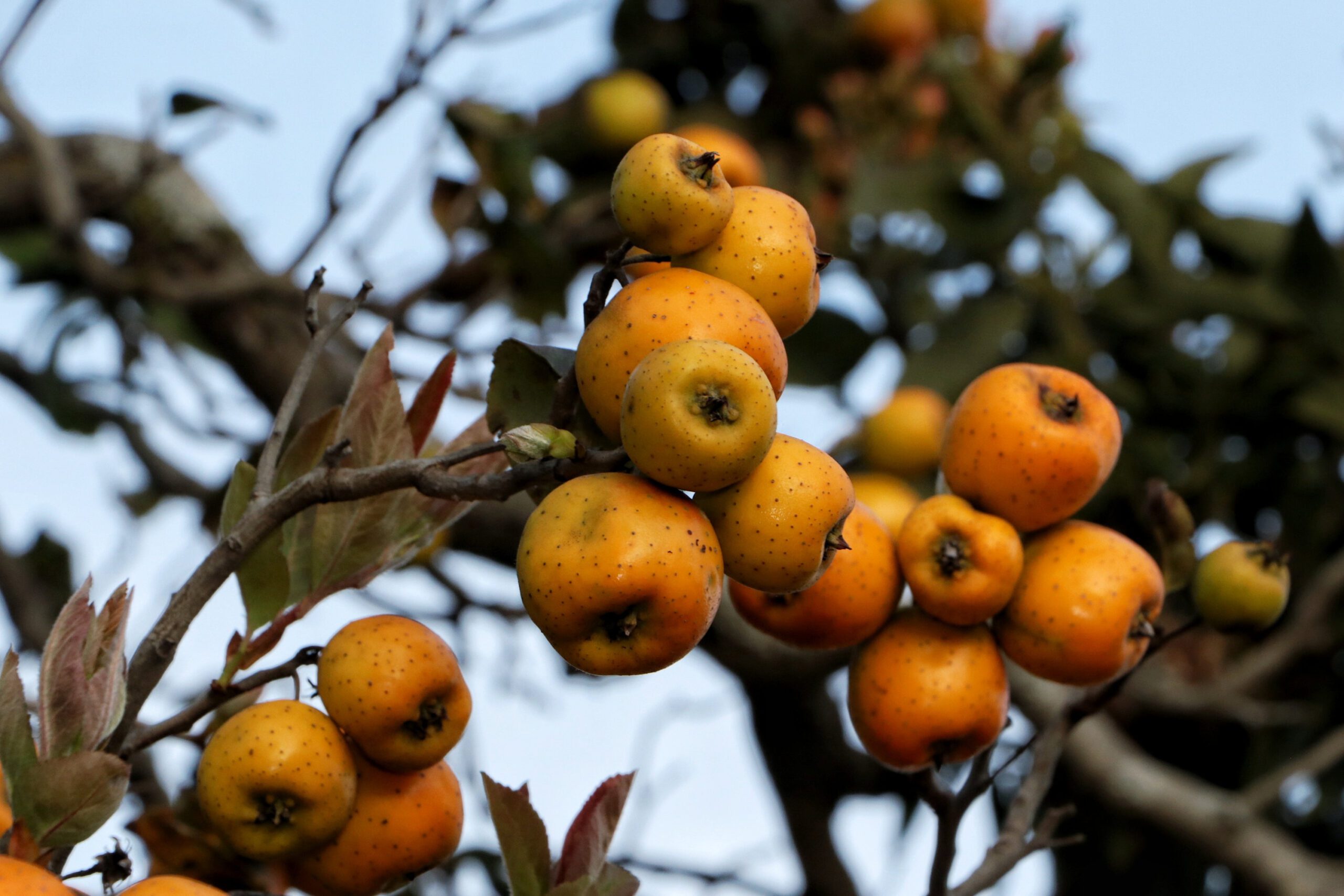 Por vinculación de SDR, tejocote poblano será comercializado en Michoacán