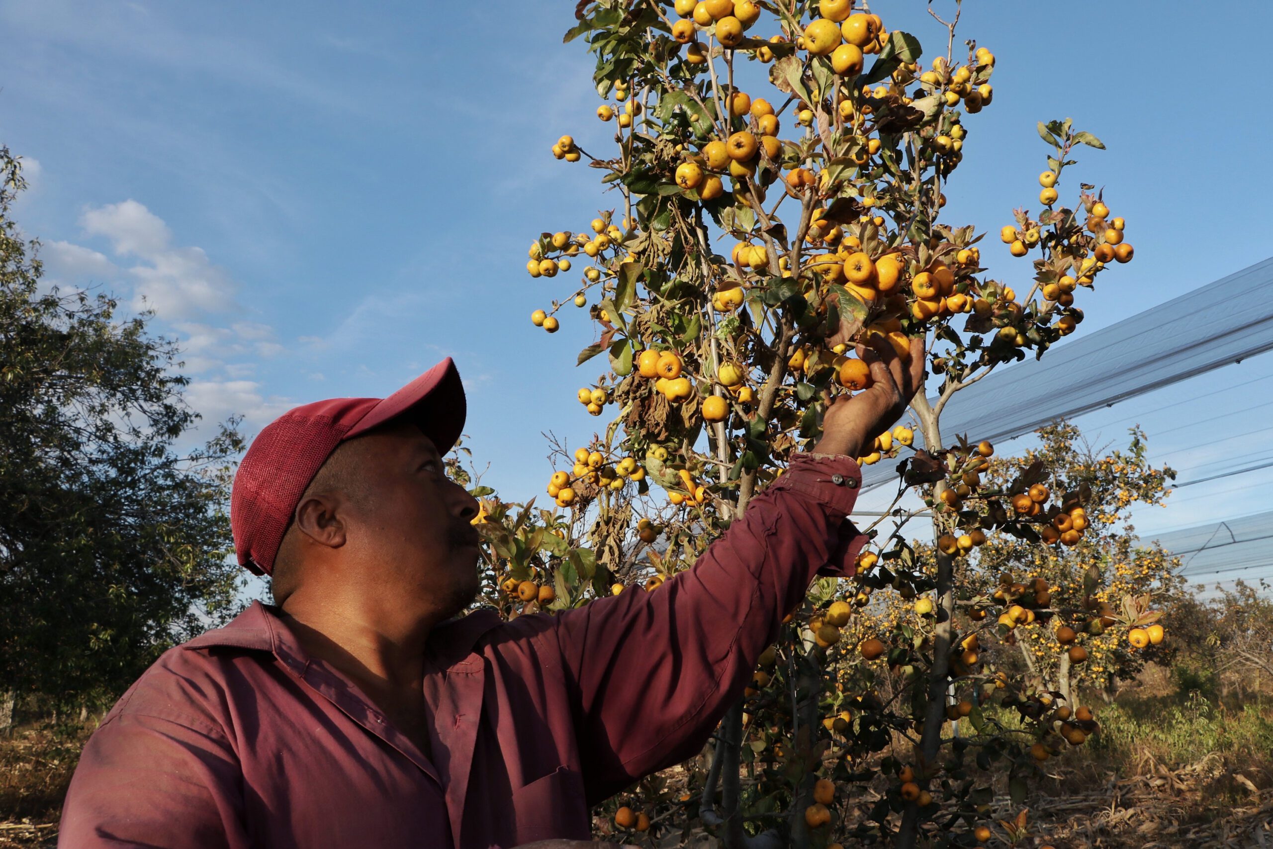 Por vinculación de SDR, tejocote poblano será comercializado en Michoacán