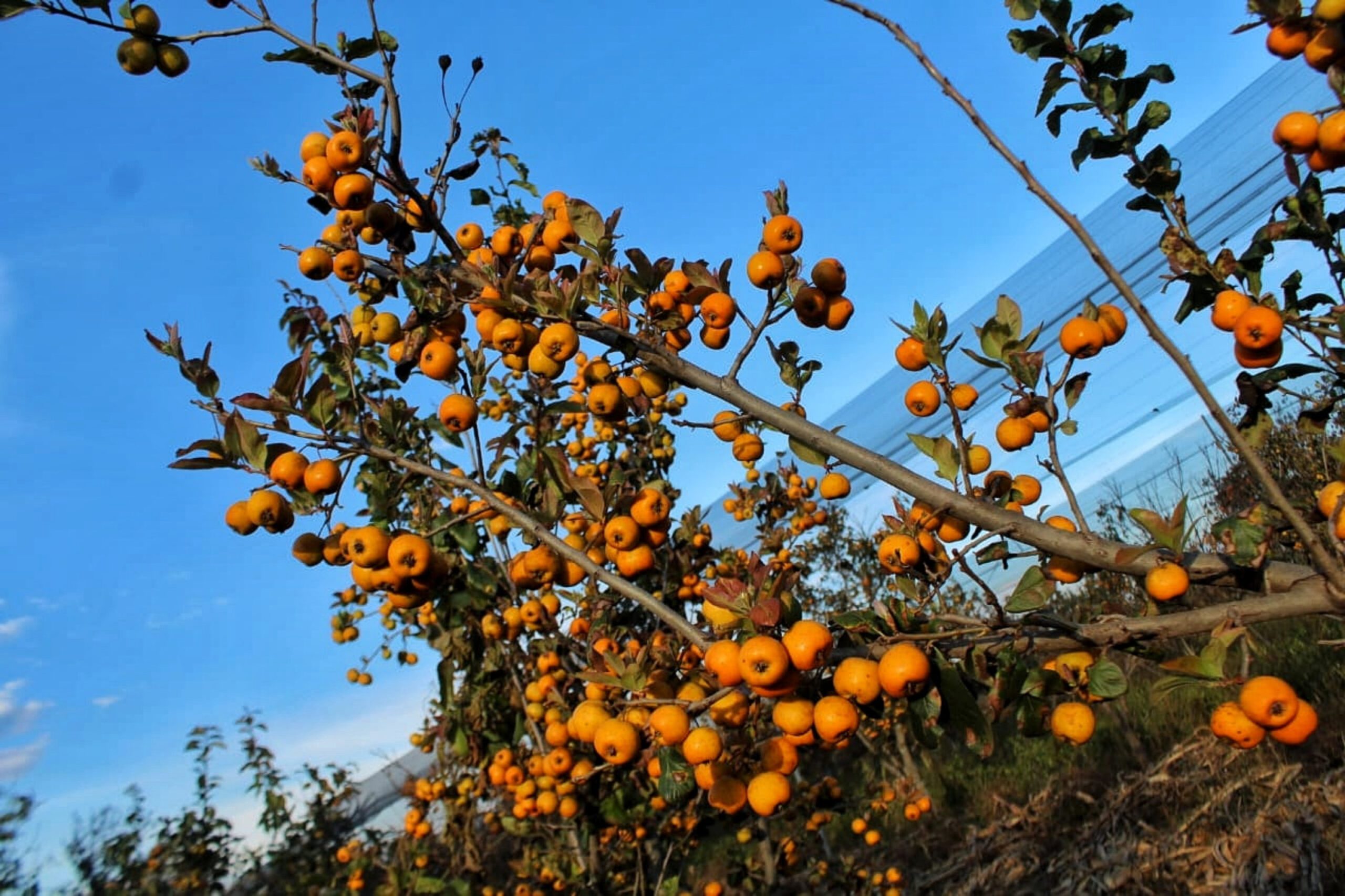 Por vinculación de SDR, tejocote poblano será comercializado en Michoacán