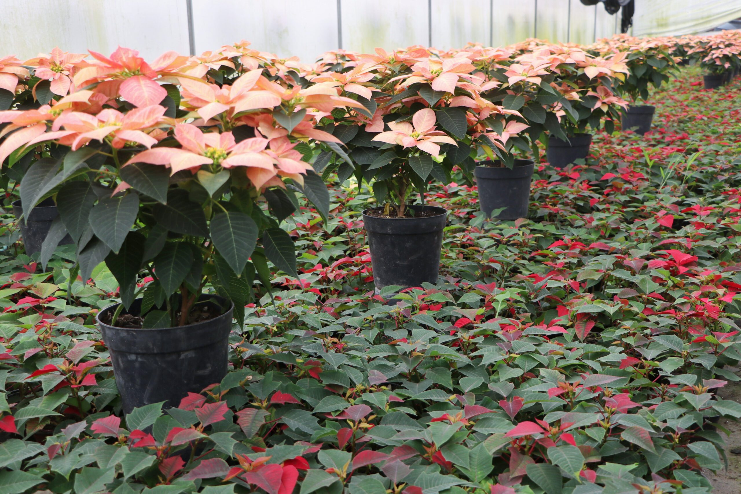 Presenta Desarrollo Rural temporada 2021 de flor de nochebuena