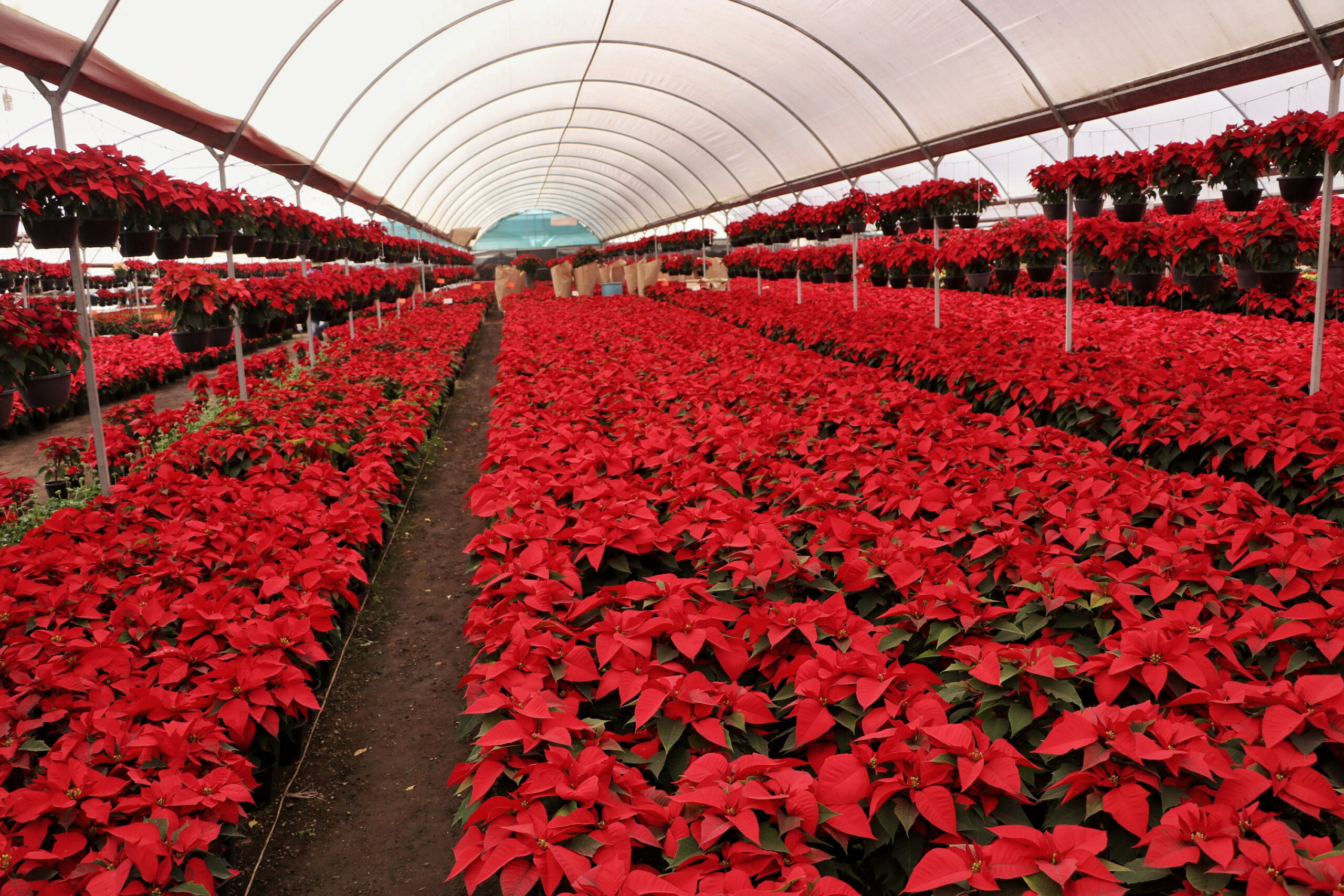 Presenta Desarrollo Rural temporada 2021 de flor de nochebuena