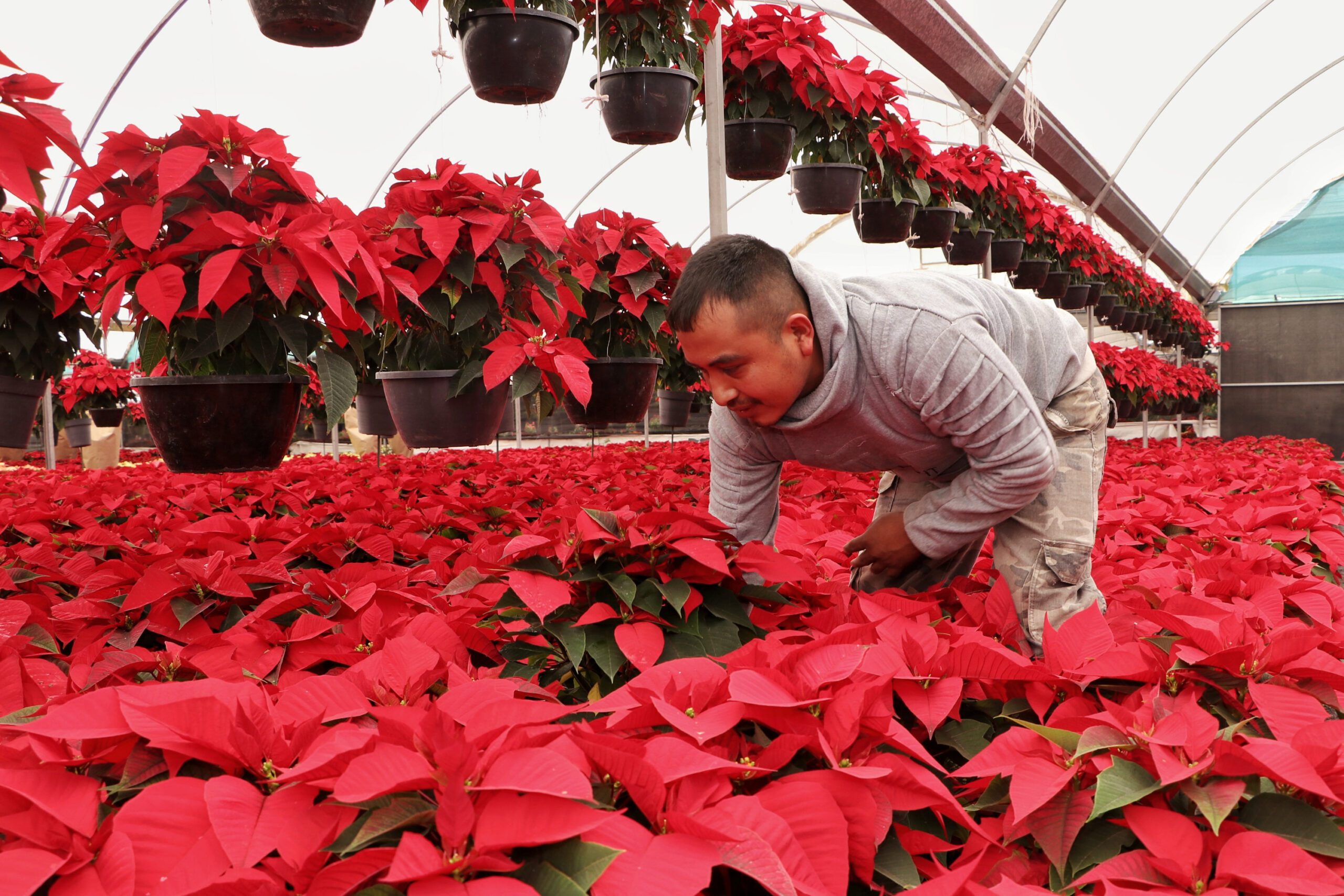 Presenta Desarrollo Rural temporada 2021 de flor de nochebuena