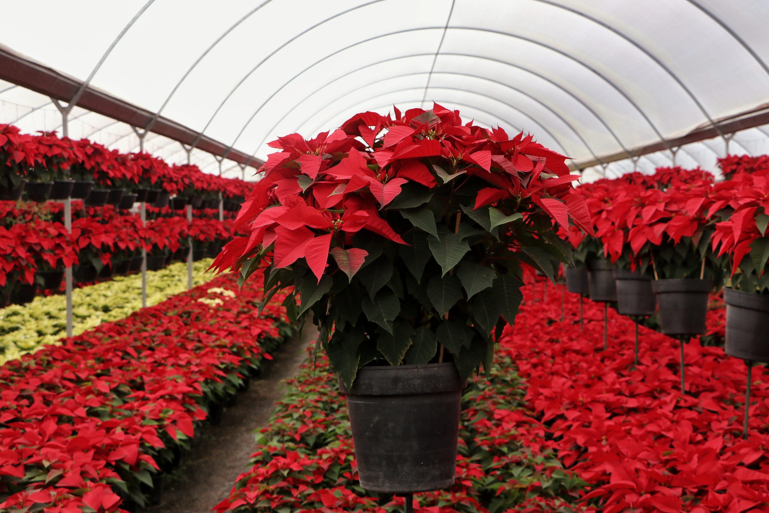 Presenta Desarrollo Rural temporada 2021 de flor de nochebuena