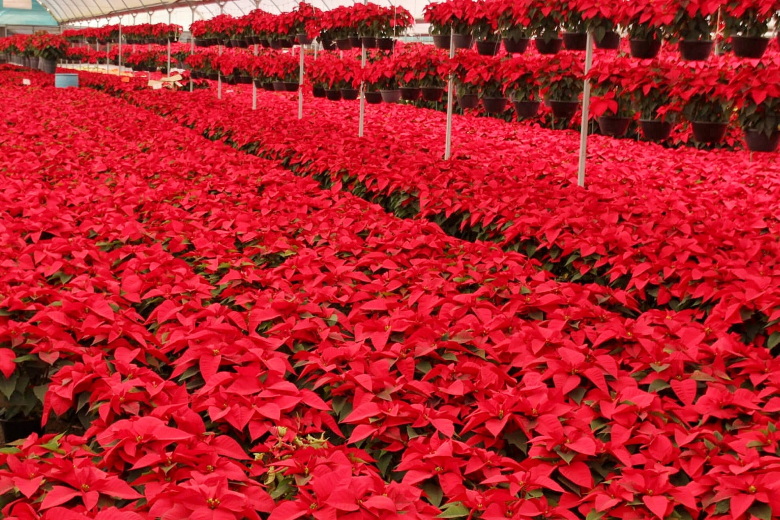 Presenta Desarrollo Rural temporada 2021 de flor de nochebuena