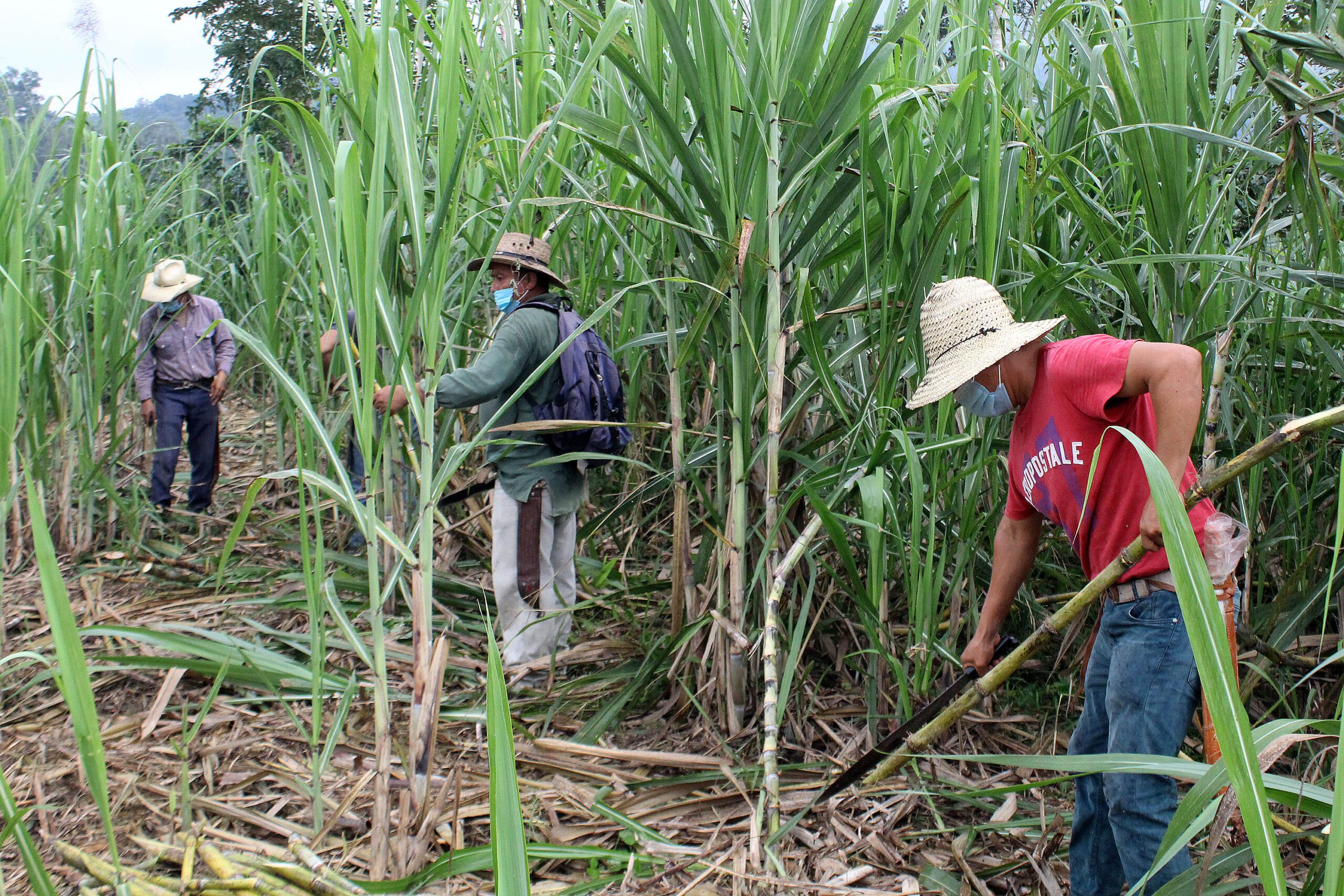 Capacita SDR a productores cañeros para fabricación de piloncillo