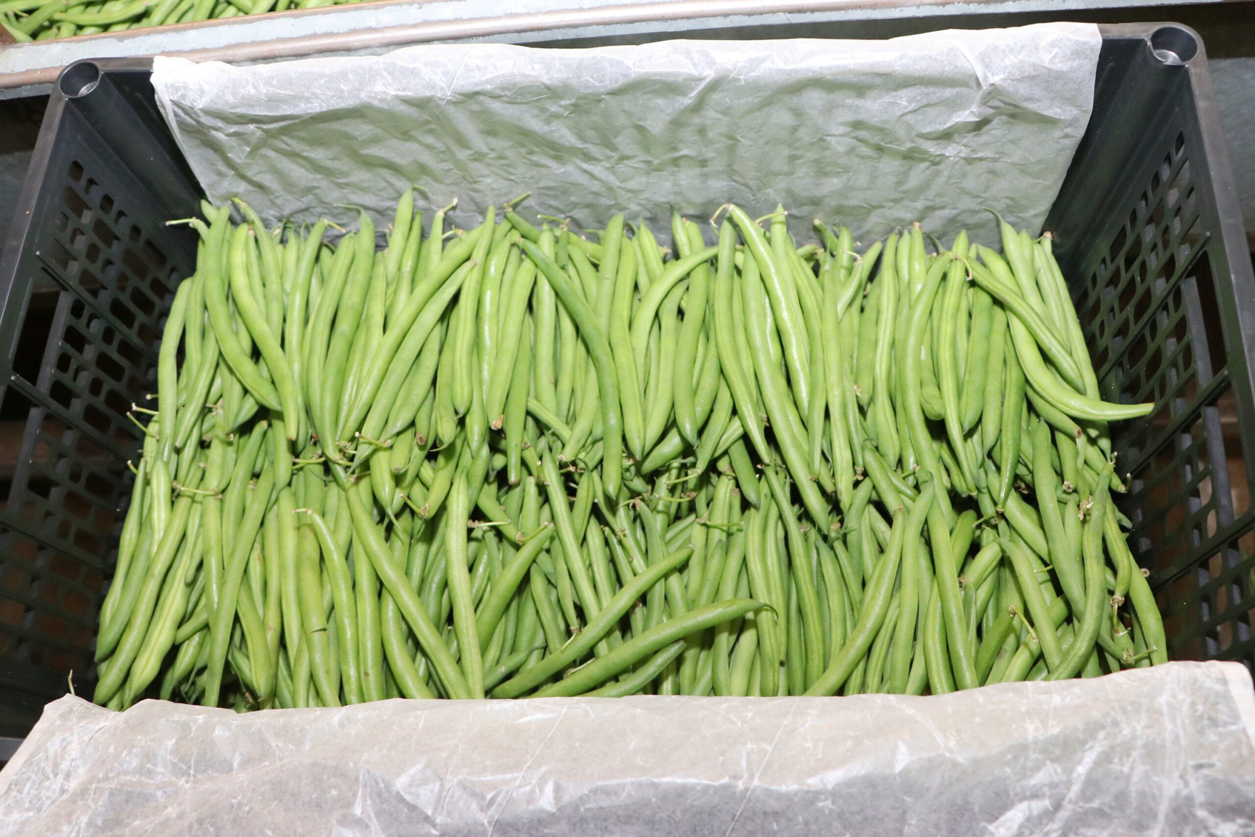 Vincula SDR a productores para exportar ejote a Canadá