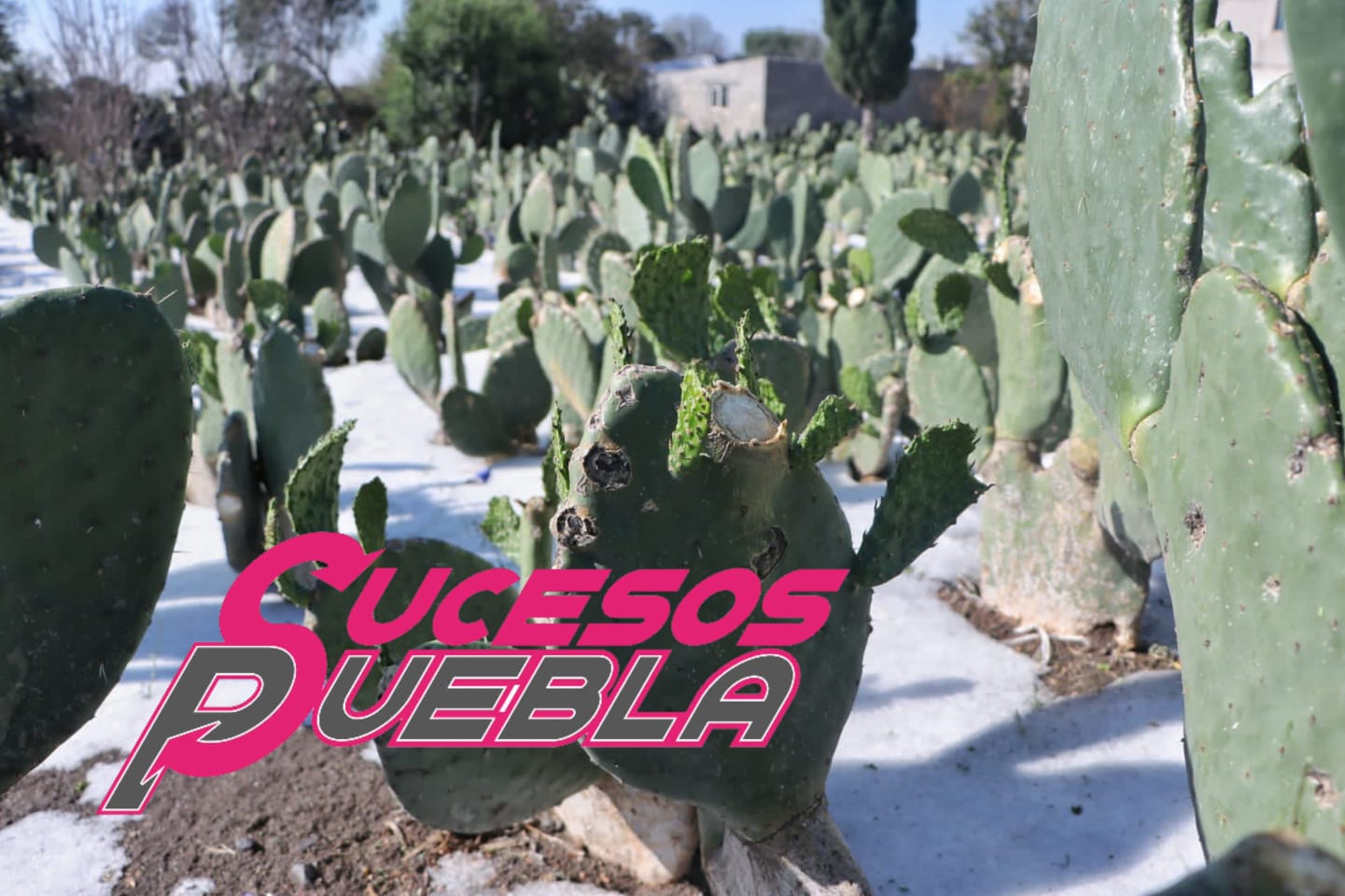 Granizada azota ahora Acatzingo