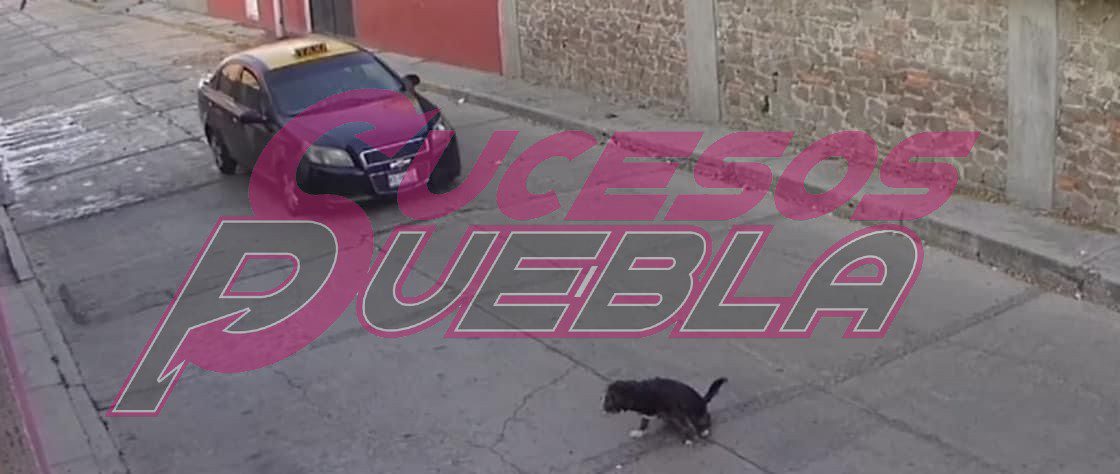 Taxista atropella a perrita; aceleró cuando la vio