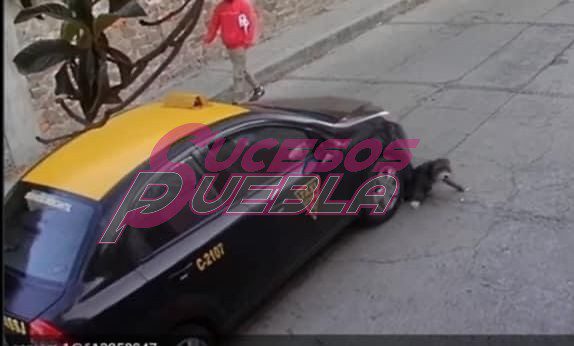 Taxista atropella a perrita; aceleró cuando la vio