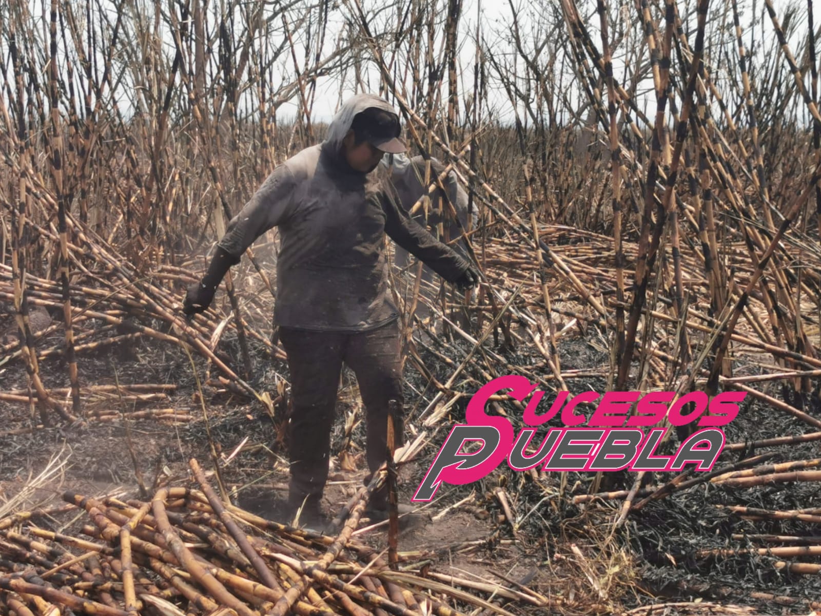 Términó la zafra cañera en el Ingenio Azucarero de Atencingo