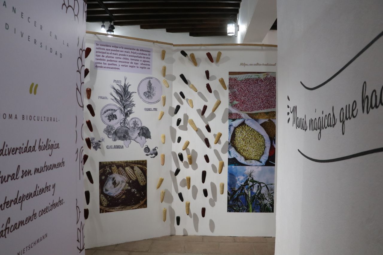 Alberga Casa del Torno exposición fotográfica del patrimonio biocultural de Puebla