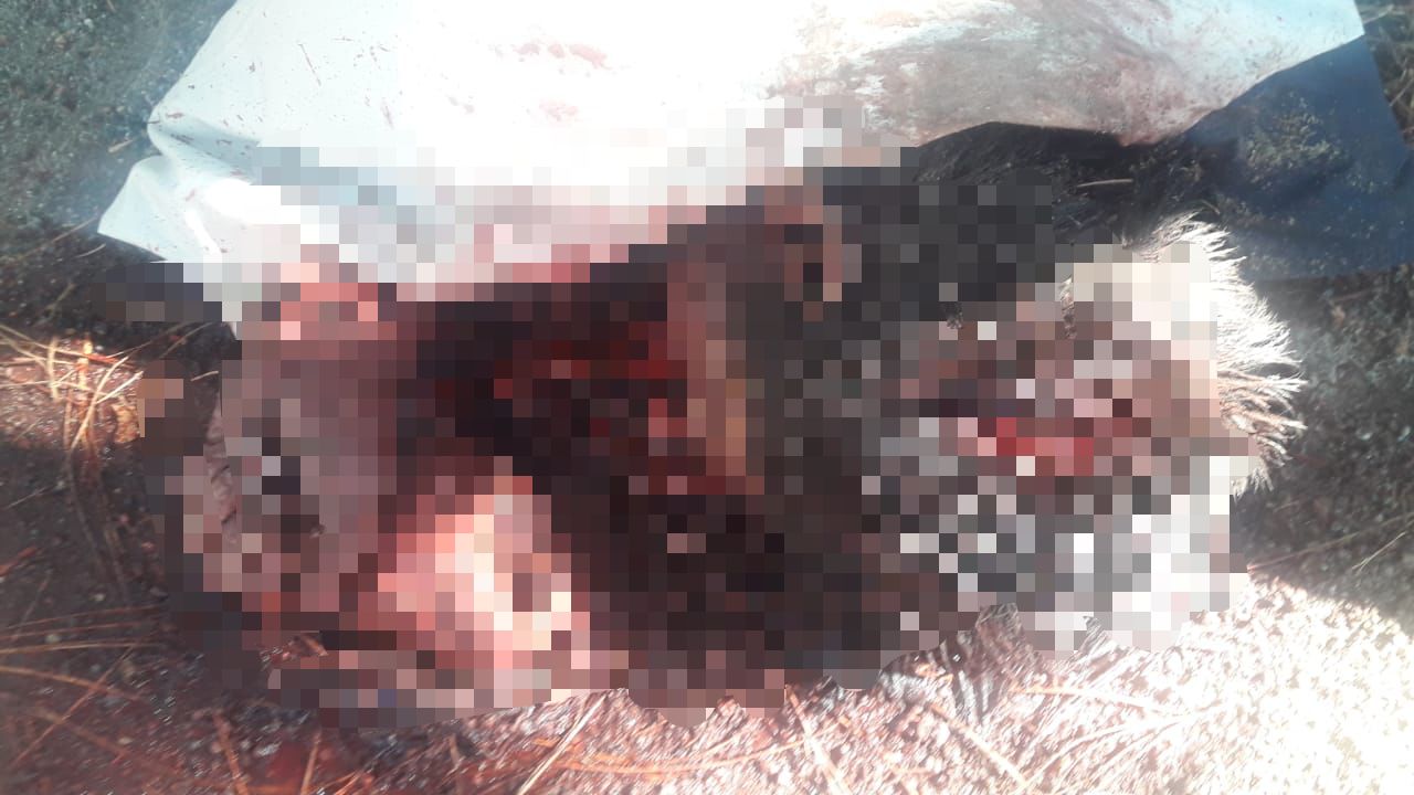 FOTOS Ejecutan de un escopetazo a sujeto en límites de Tlatlauquitepec y Chignautla