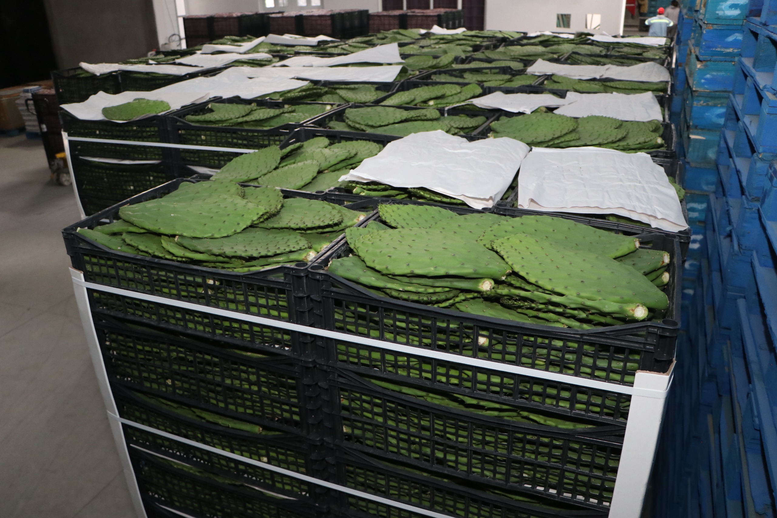 Gobierno de Armenta impulsará Transporte Aéreo para productores