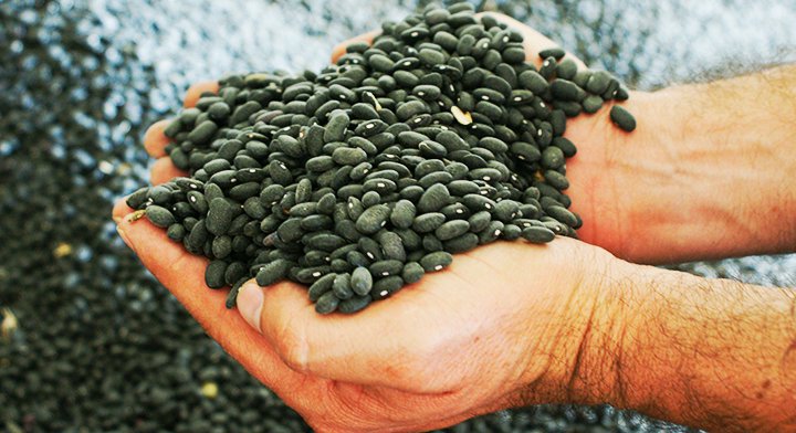 Puebla será parte de la estrategia nacional para fortalecer la producción de frijol