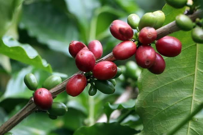 Puebla será principal productor del “Café del Bienestar”, anuncia Sheinbaum