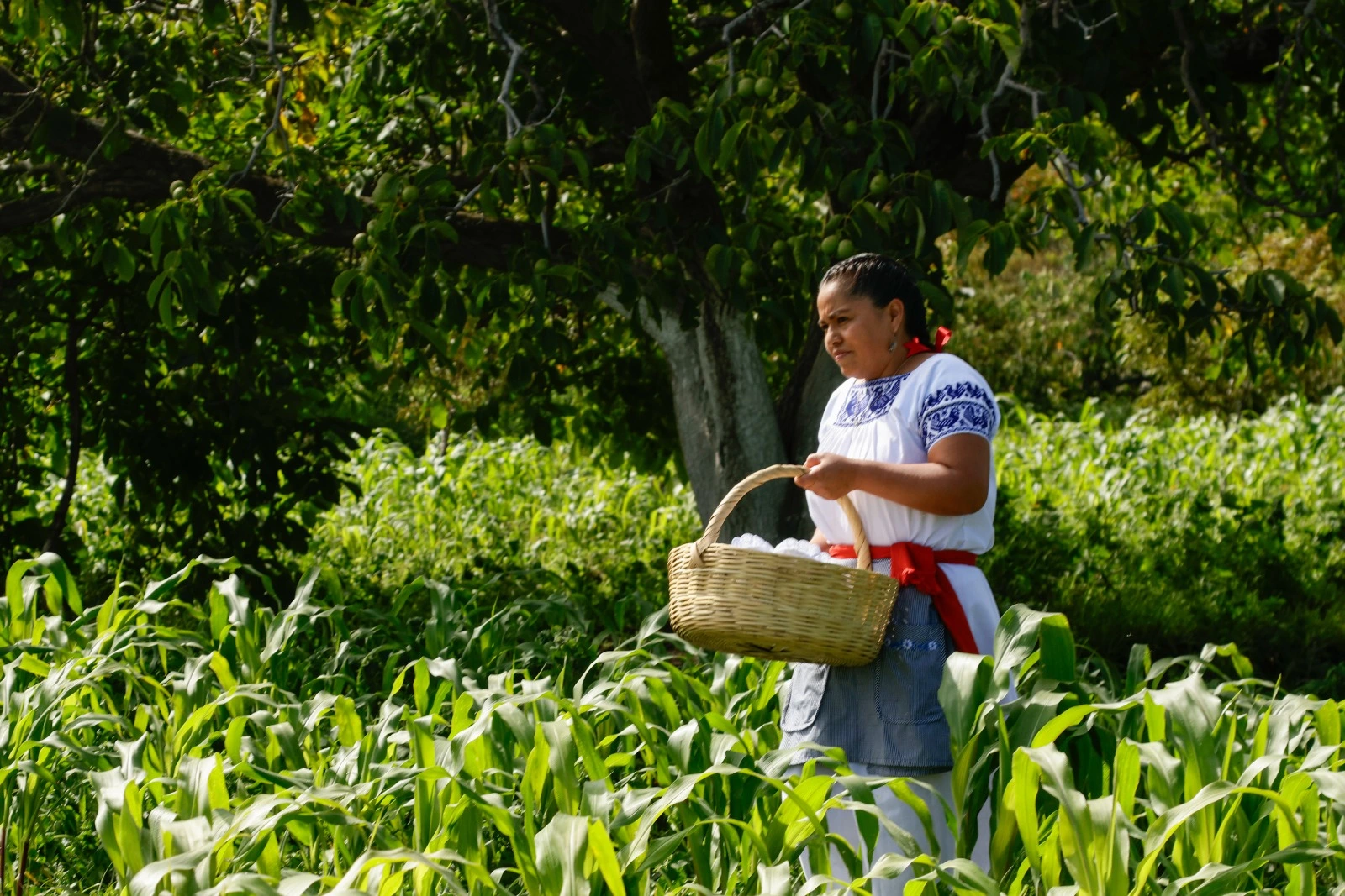Modernizan el campo poblano con más de 80 tractores y equipo tecnológico