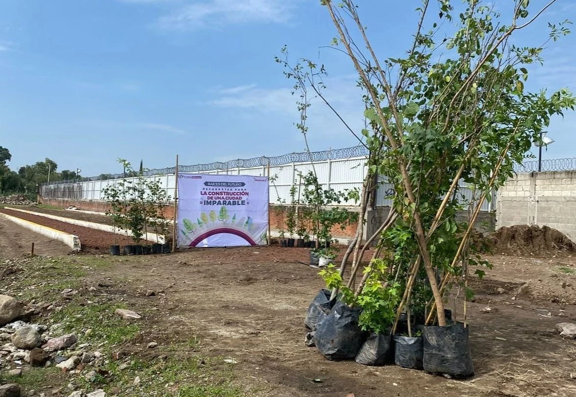 Iniciará Ayuntamiento plantación de especies arbóreas en Puebla