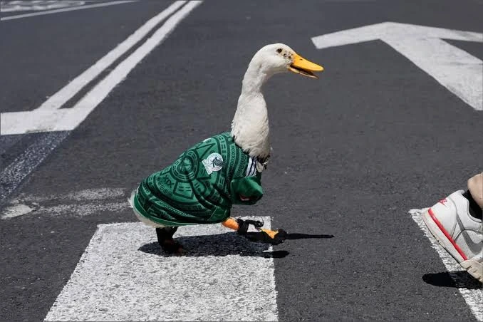 Sheinbaum invita al “Pato Merlín” a la mañanera tras volverse tendencia en el Mundial 